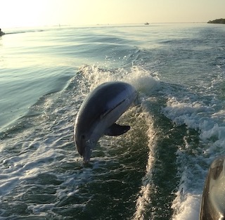 Dolphin playing in the wake